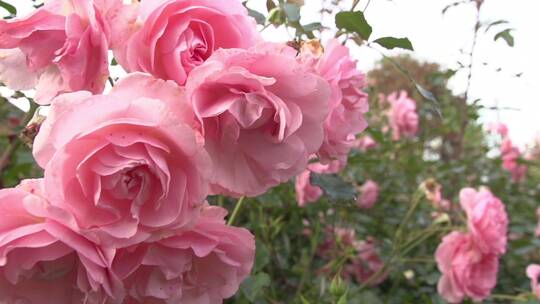 英国花园里粉红色的玫瑰花丛