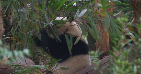 大熊猫吃竹子