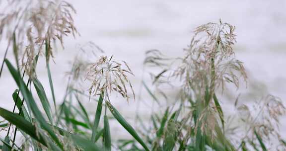 自然芦苇风湖面近景横移