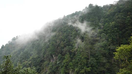 杭州临安西天目山里的百年银杏树和台阶