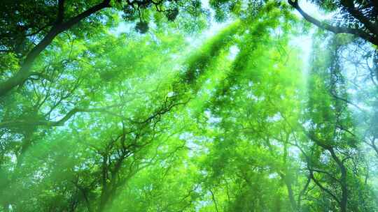 光线阳光穿过森林树林 丁达尔效应 耶稣光