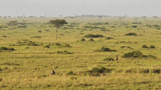 马赛马拉国家保护区，肯尼亚，非洲，Saf