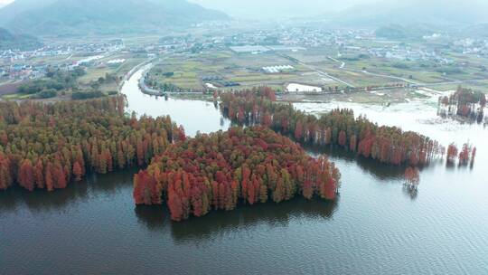 浙江宁波余姚四明湖红杉林湿地风光4K航拍