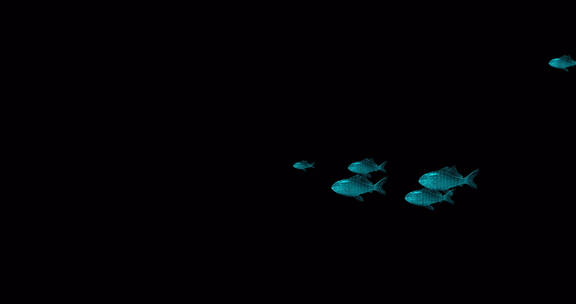 鱼群B04水族 全息 三维动画 动画 鱼游动