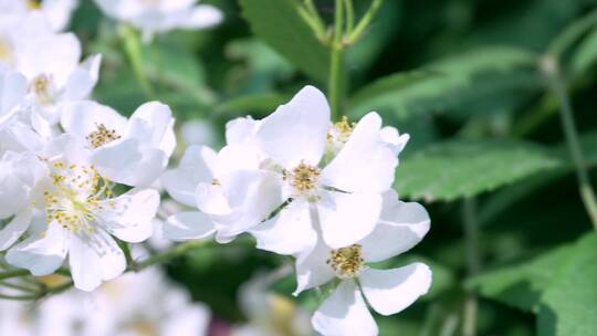 盛开的白色蔷薇花上采蜜的蜜蜂