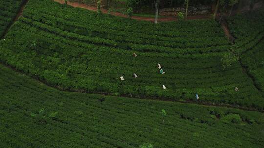 茶叶茶山茶艺茶园采茶茶红茶绿茶春茶茶叶茶