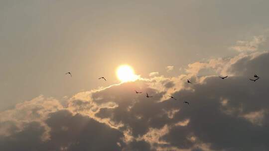 天空鸽子【120帧】阳光下天空一群鸟飞过