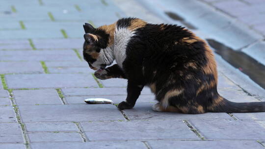 猫在地上吃鱼