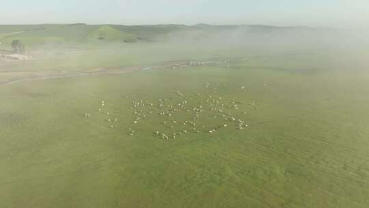航拍晨雾中的羊群马群