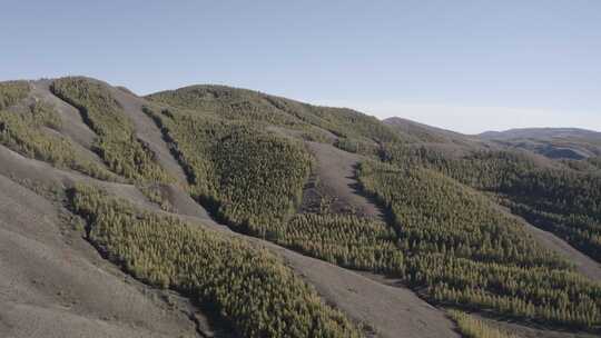 航拍内蒙古呼和浩特大青山人工林秋季风光