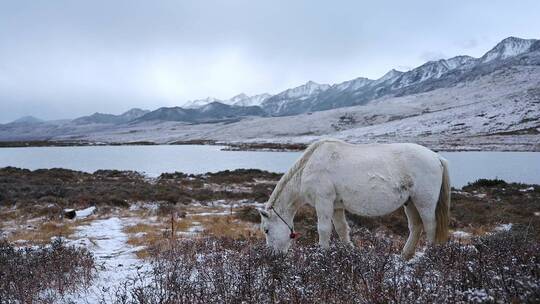 雪山下雪地里的白马