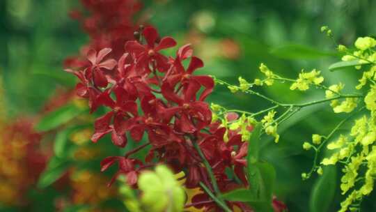 花，红色，花瓣，叶子