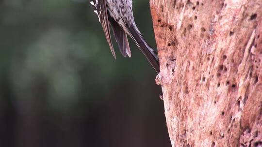 红腹啄木鸟喂养巢穴中的幼崽