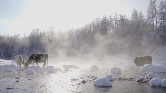 不冻河的三头牛