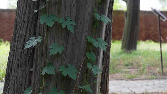 绿色藤曼植物爬上古老的柏树