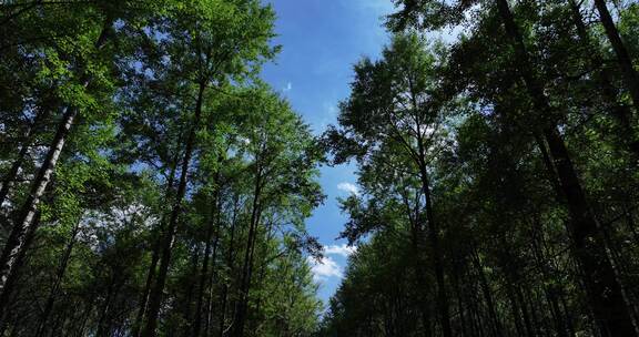 树林 原始森林 生态 大自然 天然氧吧