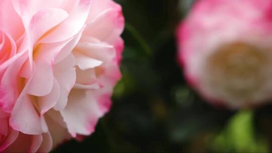 日本山茶花的特写 (2)