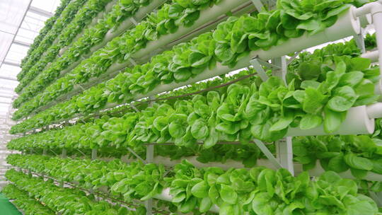温室蔬菜种植-科技农业