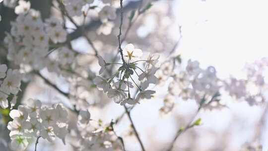 春天盛开的樱花树与阳光逆光满画幅