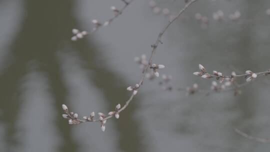 水面的桃花花苞特写LOG