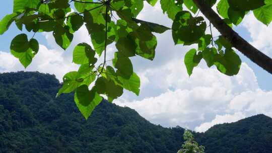 自然树叶在山水天空下摇摆