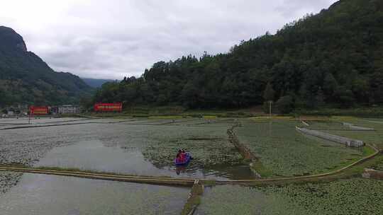 雷波马湖莼菜