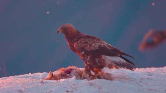 老鹰在雪中吃捕捉的猎物