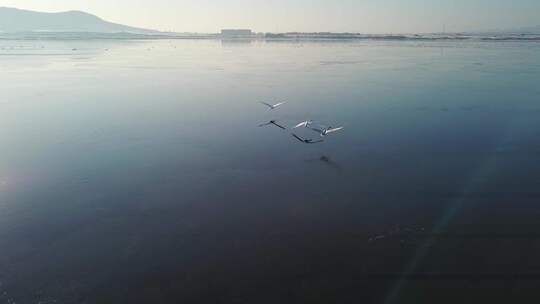 大海 海鸥飞翔 湖面飞鸟视频素材模板下载