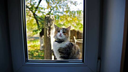 美丽的猫在窗外喵喵叫视频素材模板下载