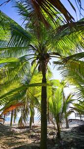 海南三亚大海黄昏椰树椰林沙滩木栈道风光