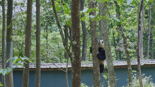 雅安碧峰峡熊猫基地的幼年大熊猫爬树
