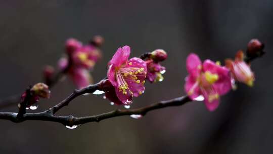 春天雨中的梅花花朵特写