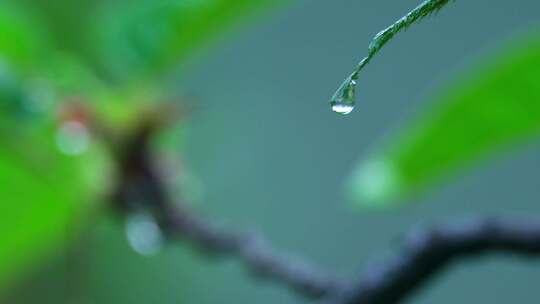 下雨树叶雨滴树木雨景