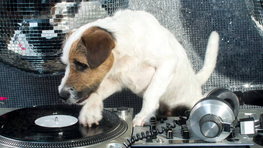 狗狗用爪子转动唱片机