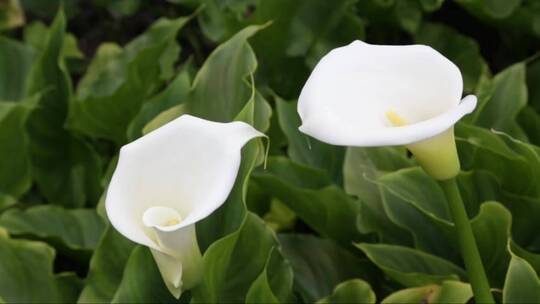 两朵白色马蹄莲花