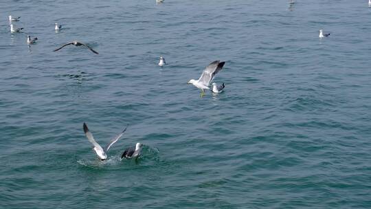 海面成群的海鸥