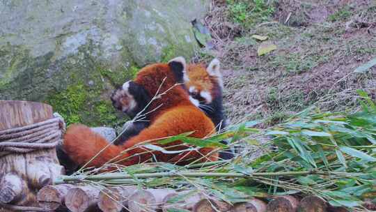 动物园小熊猫视频素材模板下载