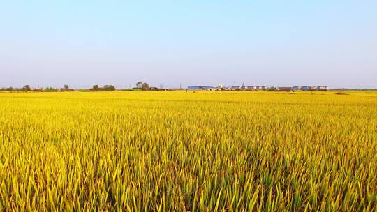 夏季绿色的稻田视频素材模板下载