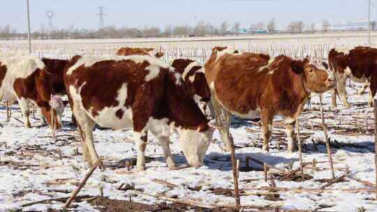 【合集】冬天雪地里的牛群  吃草的牛