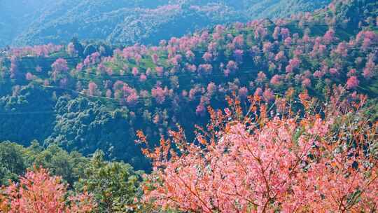 大理无量山樱花谷