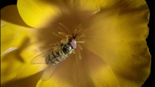 蜜蜂采花粉拍摄集锦