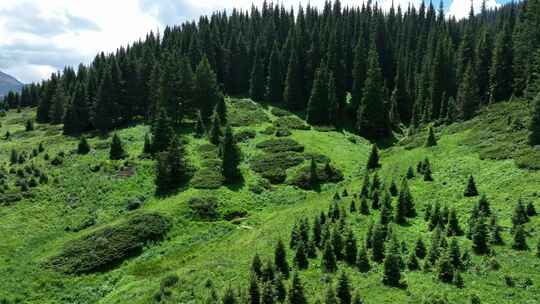 航拍中国新疆赛里木湖南岸高山草原森林景观