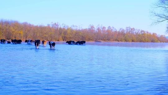 牛群正在渡过内蒙古秋天清晨冰冷的河流