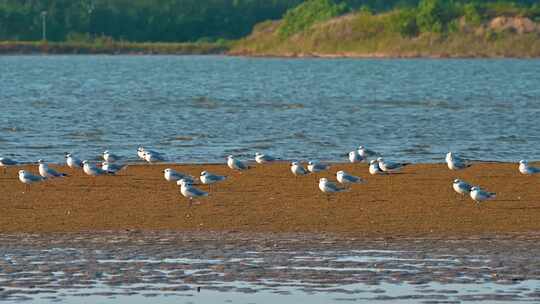 海边沙滩上栖息觅食的海鸥