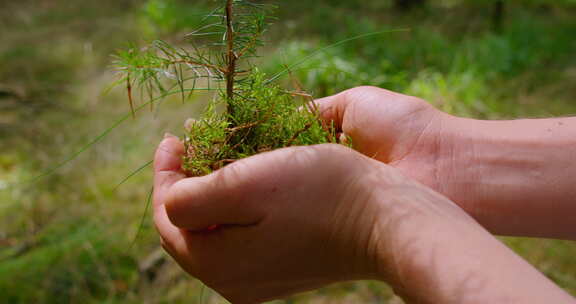 松树种植地球日