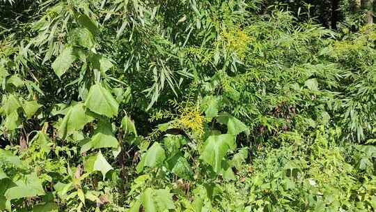 茂盛的绿色植物景观