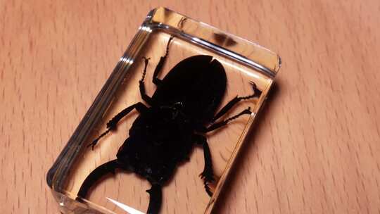 黑秋甲背部腹部昆虫标本琥珀 (2)