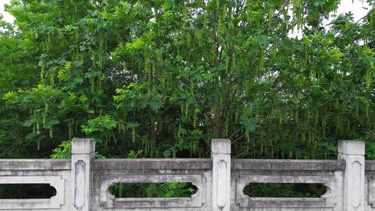 四川乡村植物、榆钱