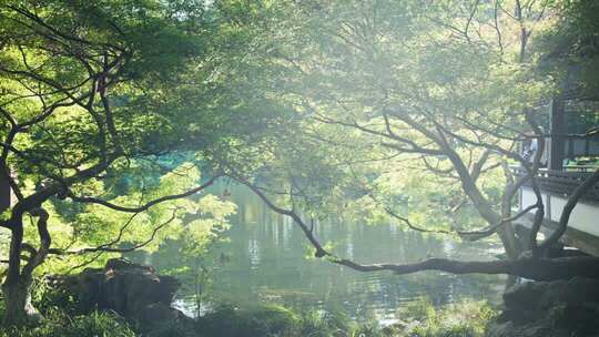 杭州西湖曲院风荷造型树枫树