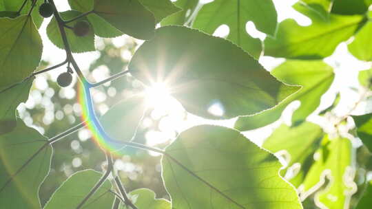树叶透光阳光星芒光斑光晕
